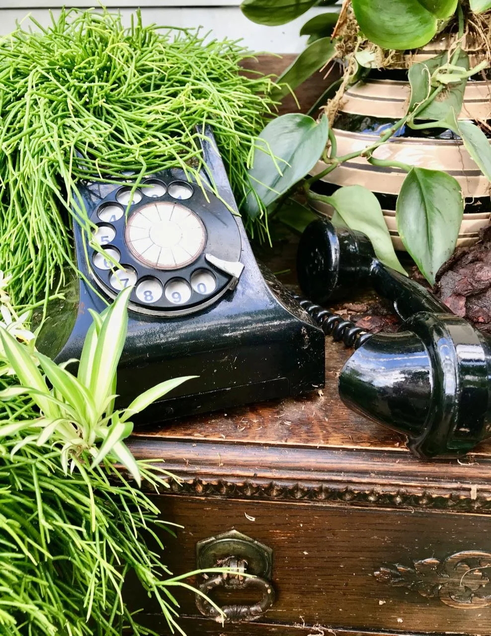 a telephone in the hallway at RHS Wisley