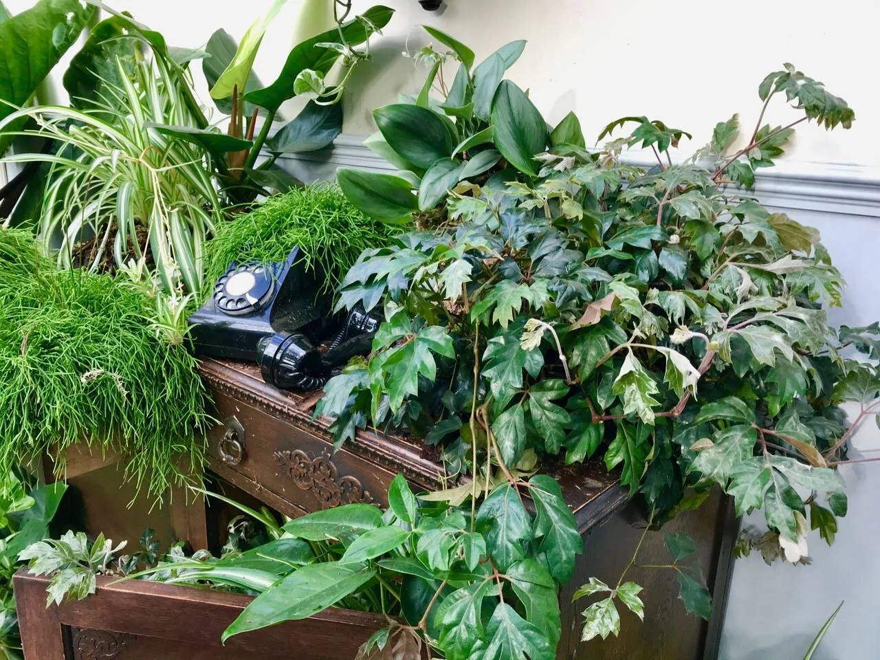 the houseplants are taking over