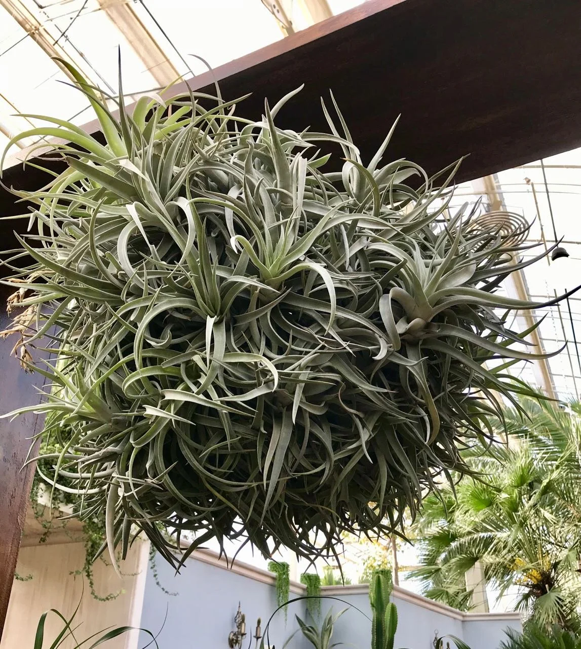 air plants hanging above