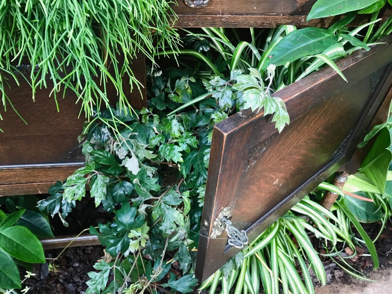 houseplants spilling out the cupboard
