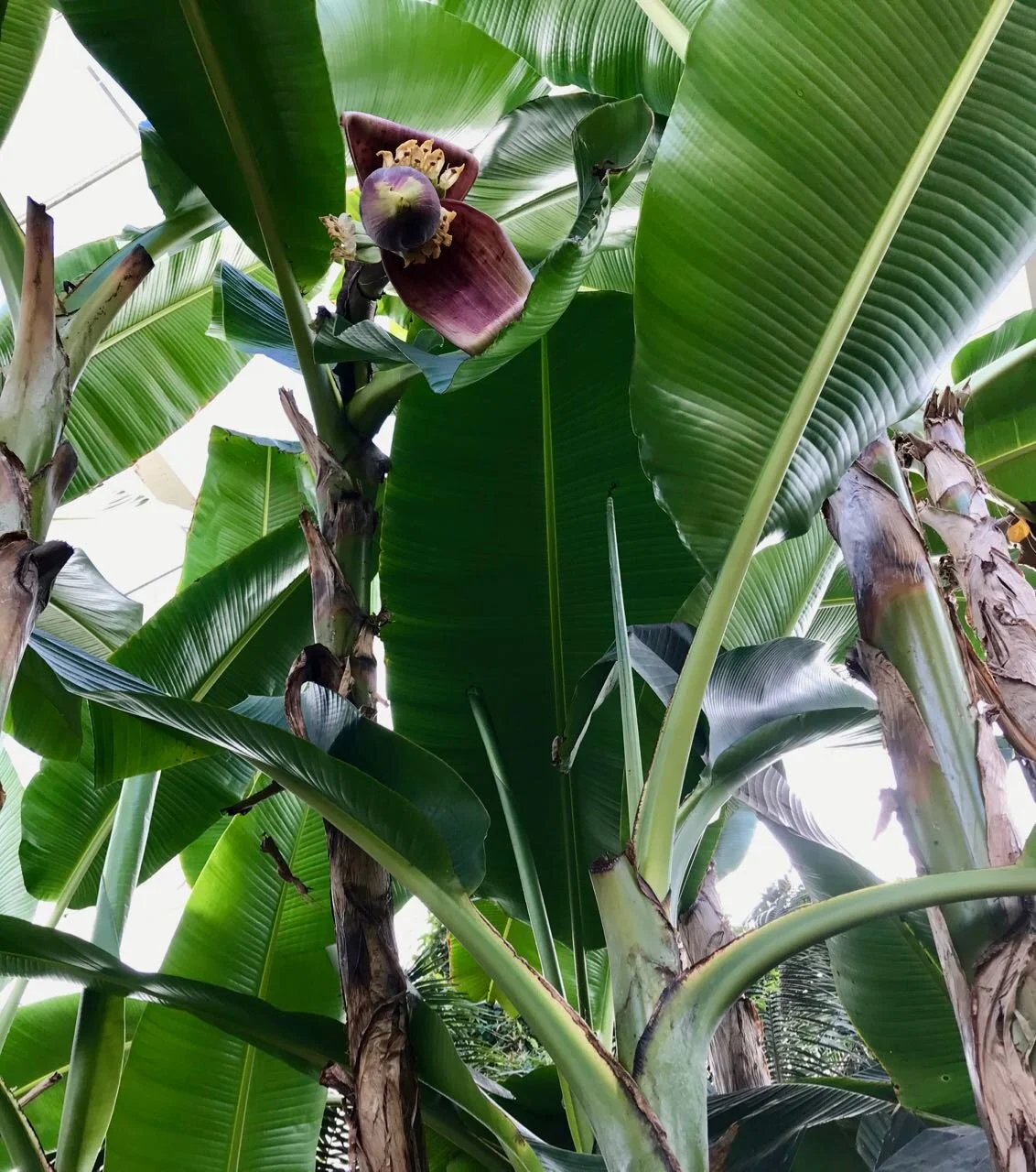 A banana plant adding some height