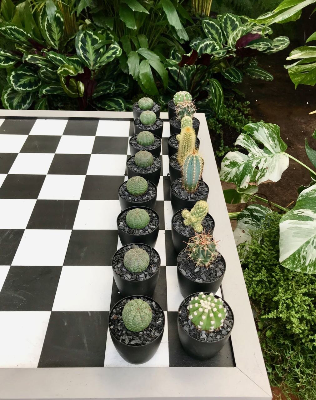 your move - make it a succulent