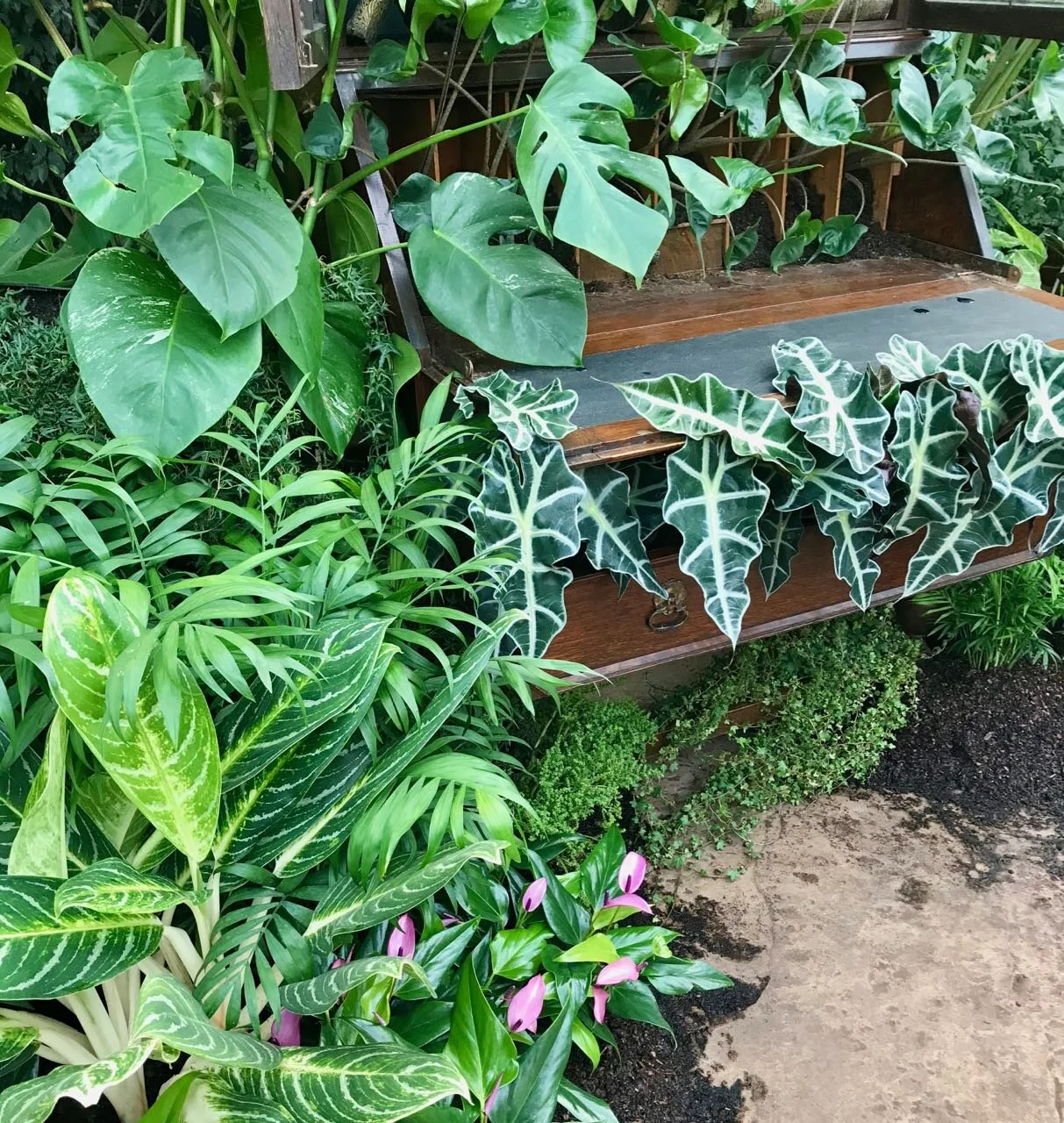 plants over the bureau