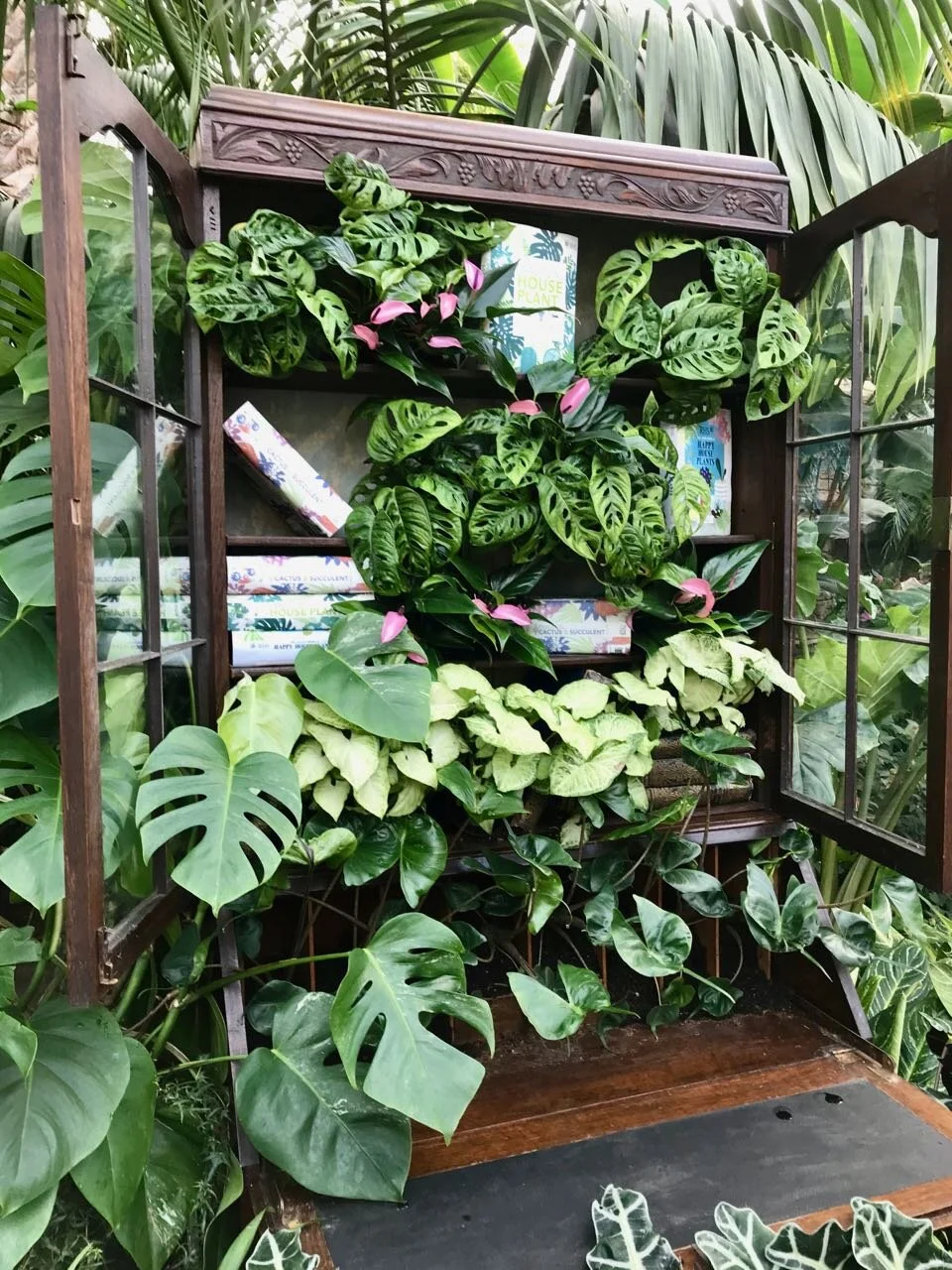 A display cabinet bursting with houseplants and books about houseplants