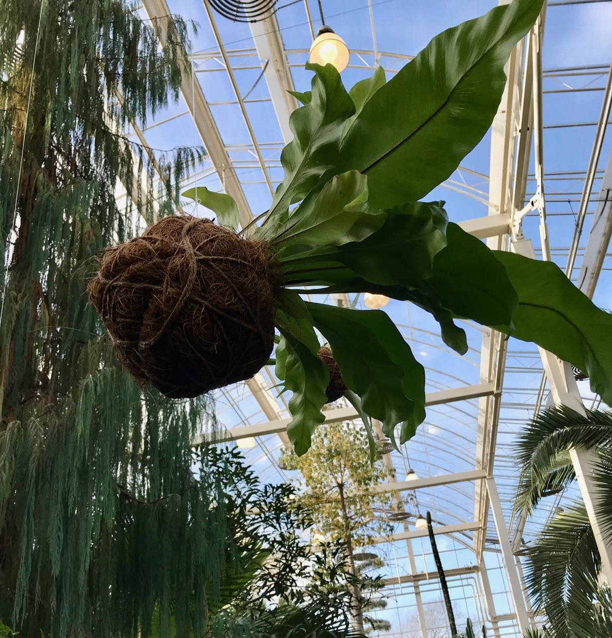 hanging plants with root balls bound with string