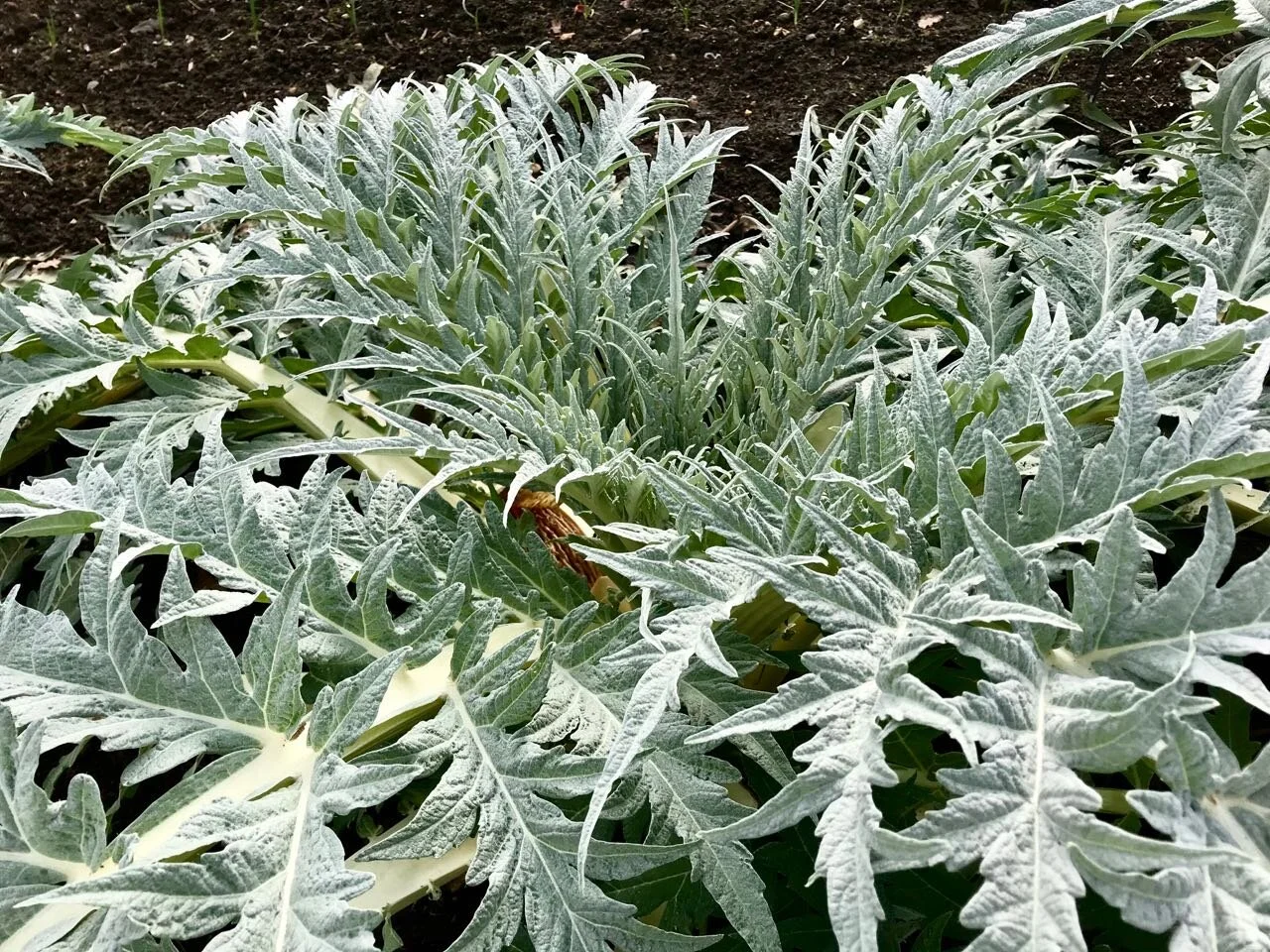 structural leaves of the artichoke