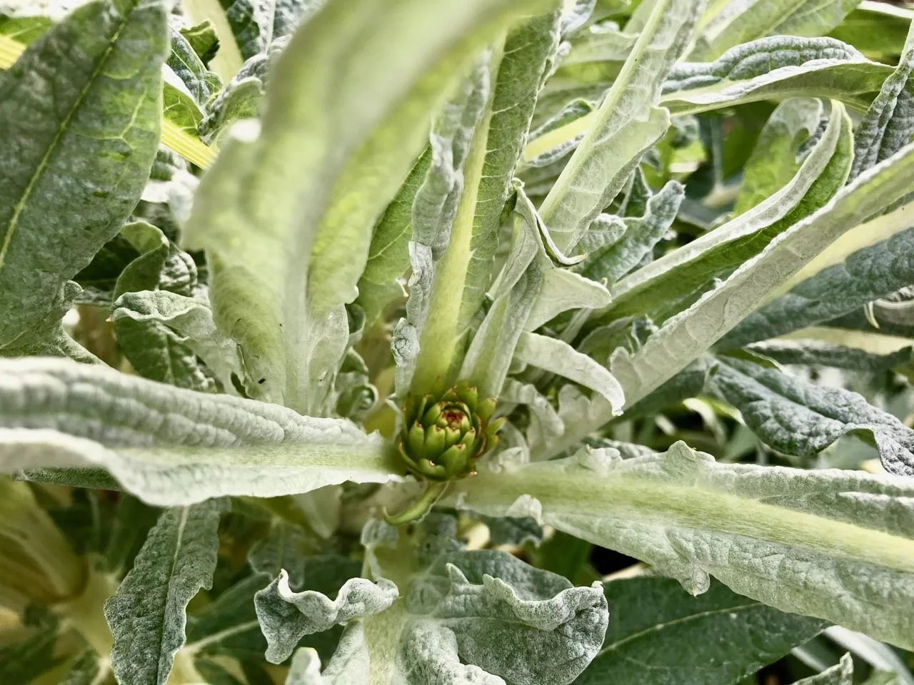 peering in for a glimpse of a baby artichoke