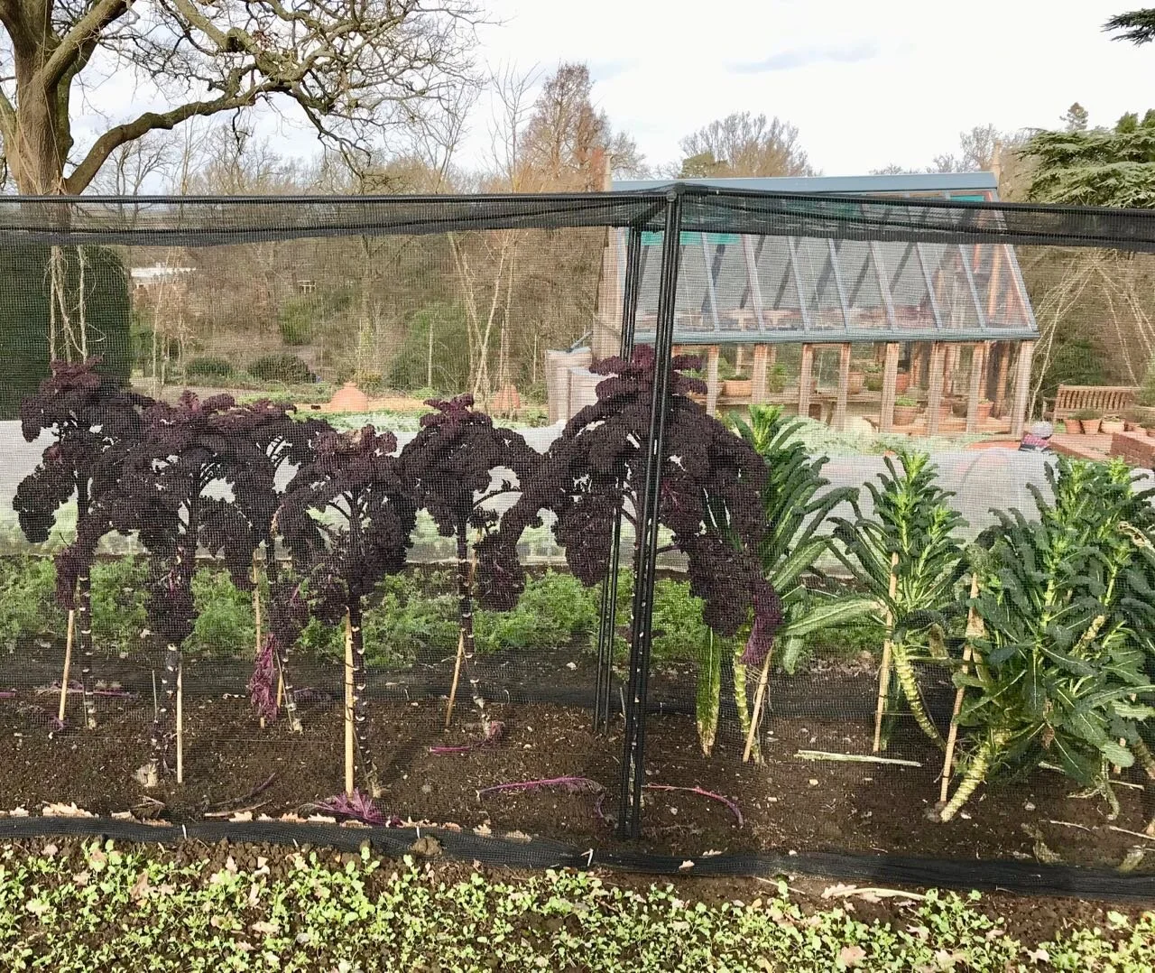 rows of purple and green kale in netting