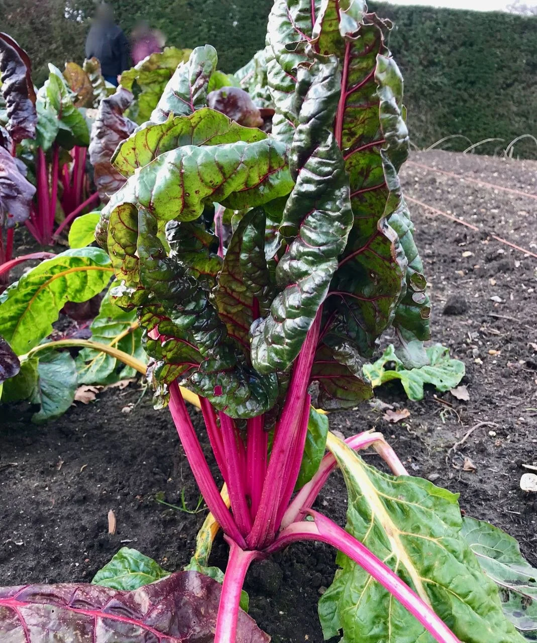 the bright pink stems of ruby chard