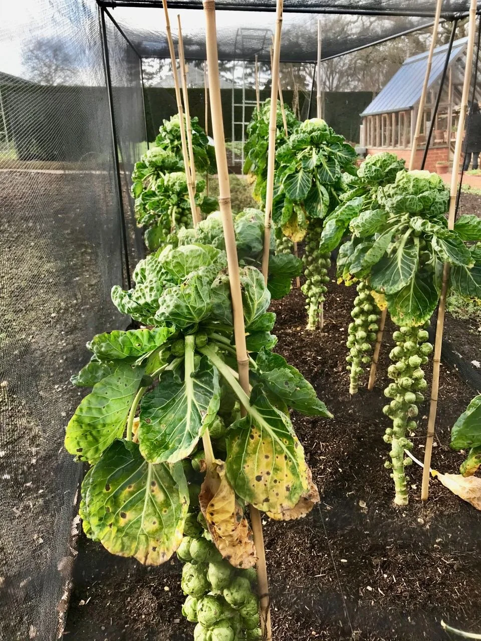 rows of brussels sprouts, in a netted cage