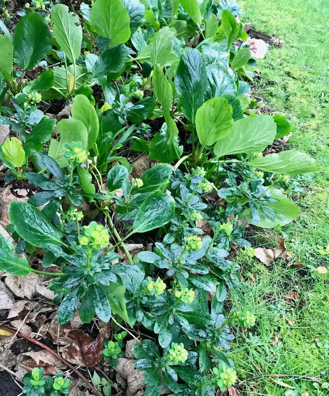 plenty of euphorbias and hostas glistening in the rain