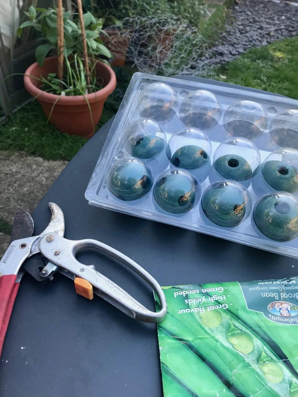 My garden in March