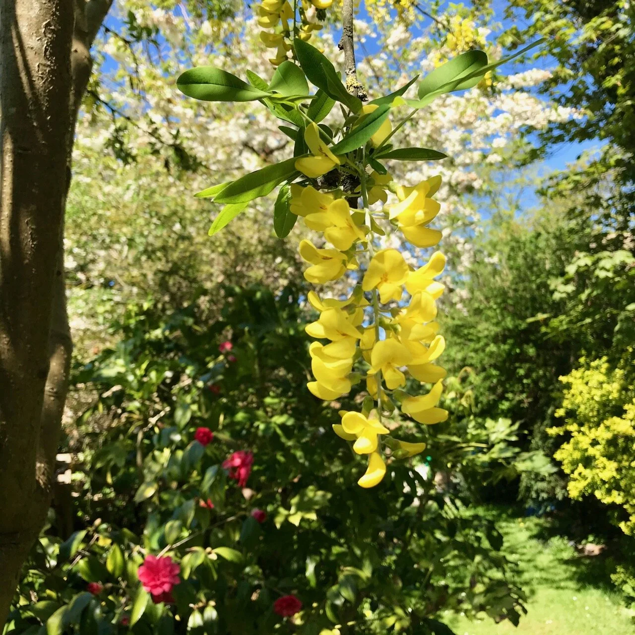 laburnum flowers