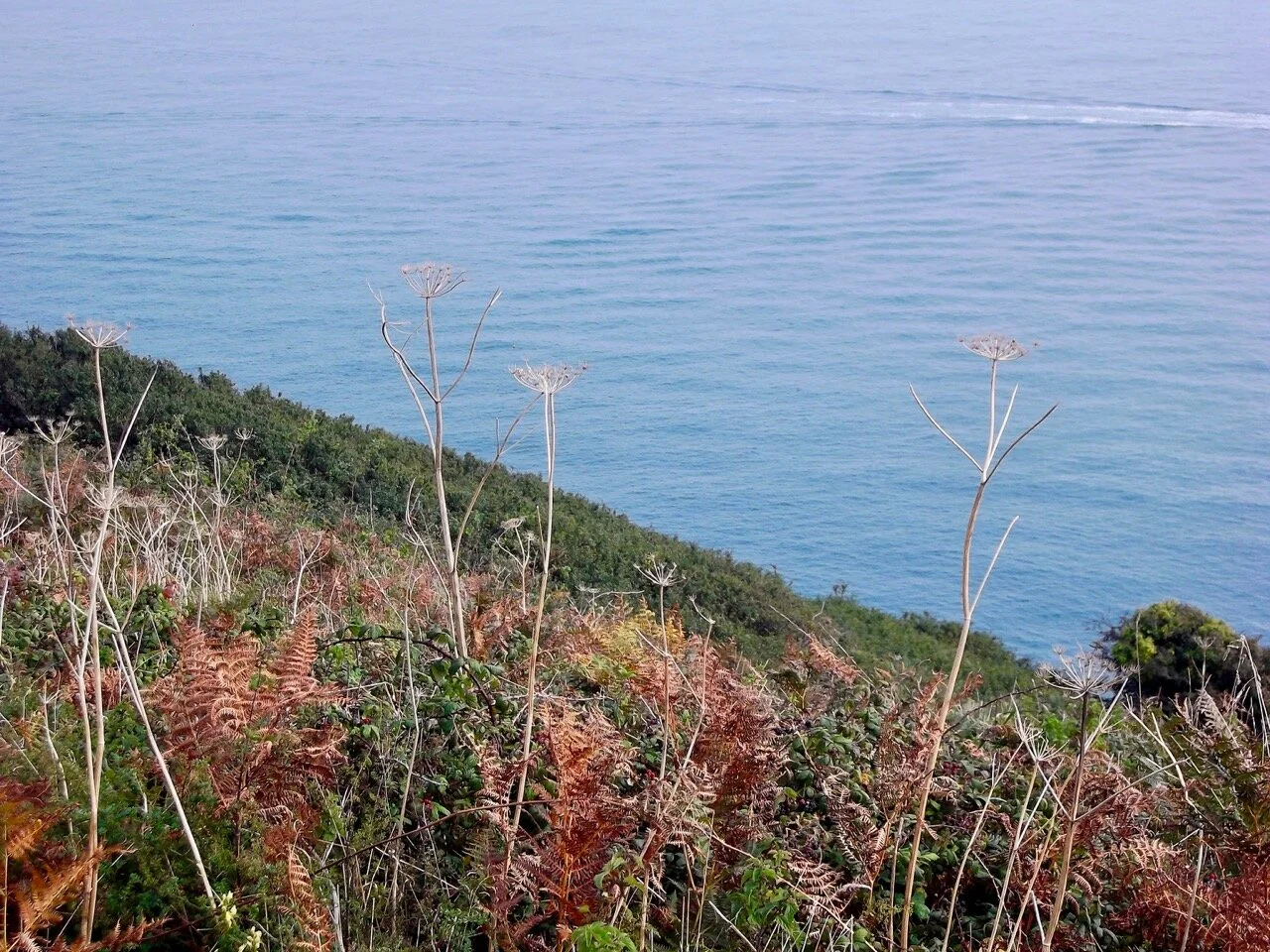 blue skies and cliff top walks in devon