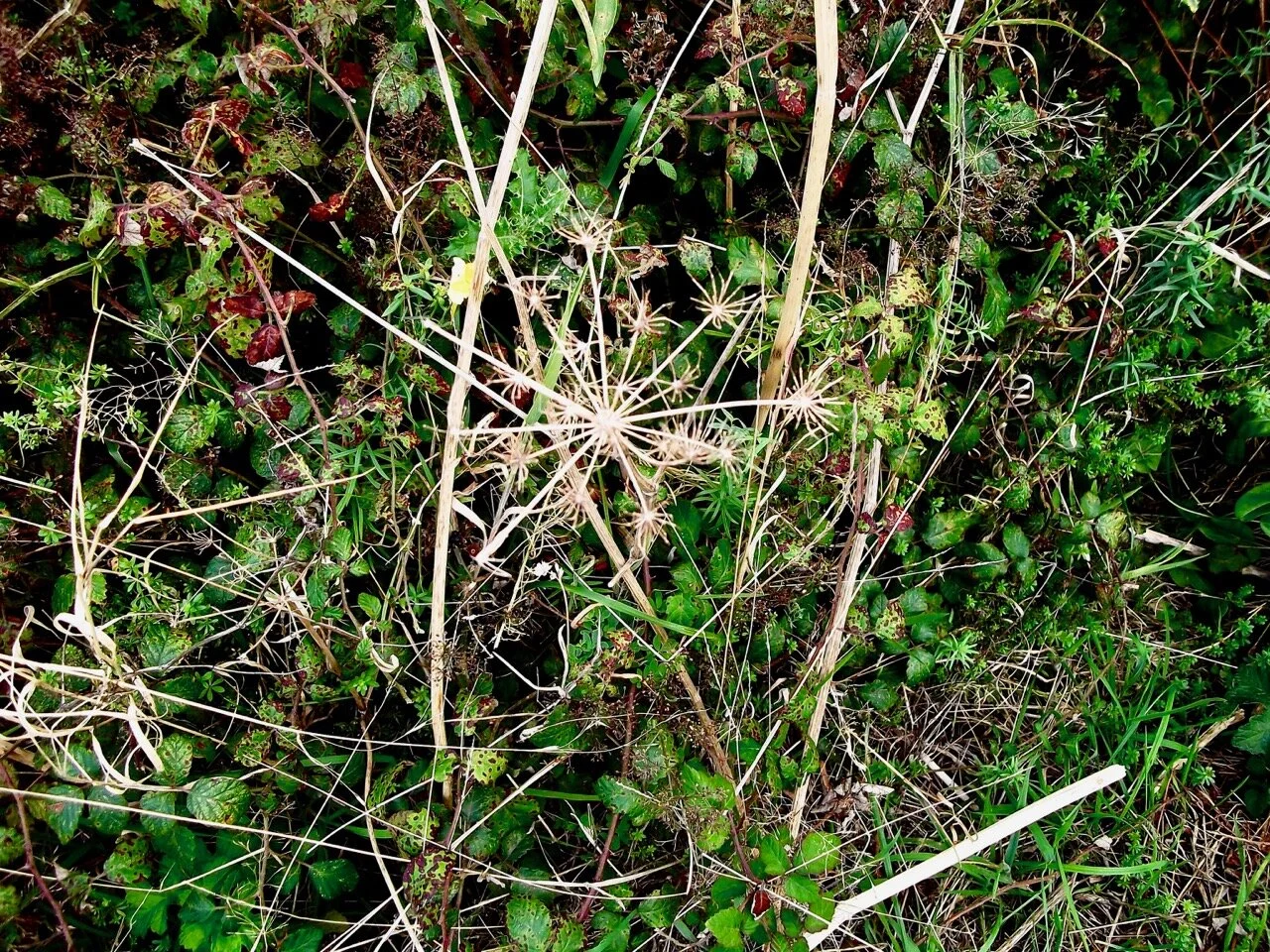 hedgerows in devon