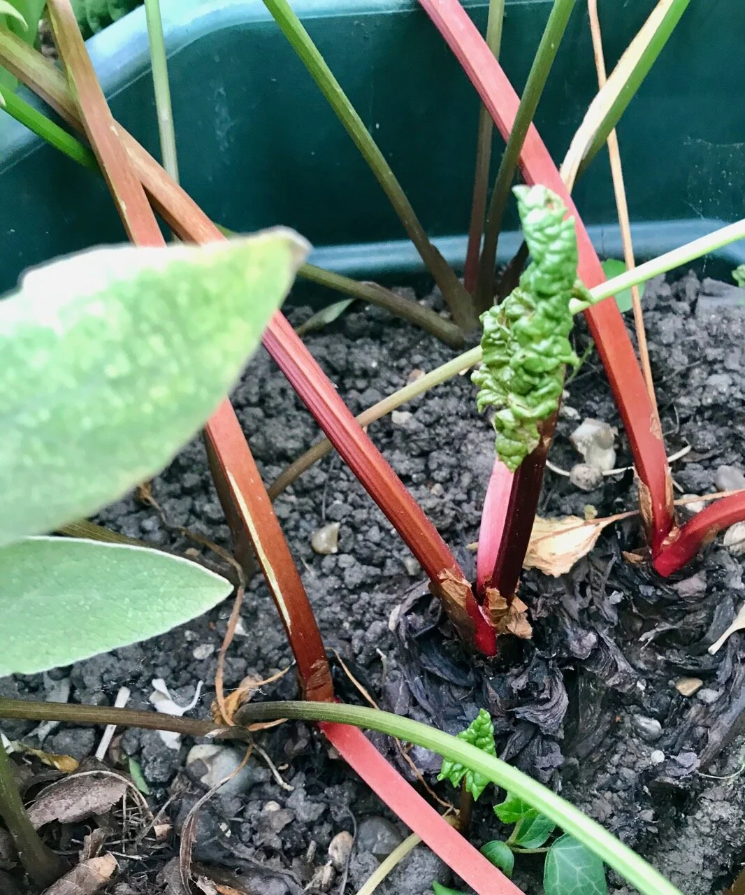 rhubarb in april