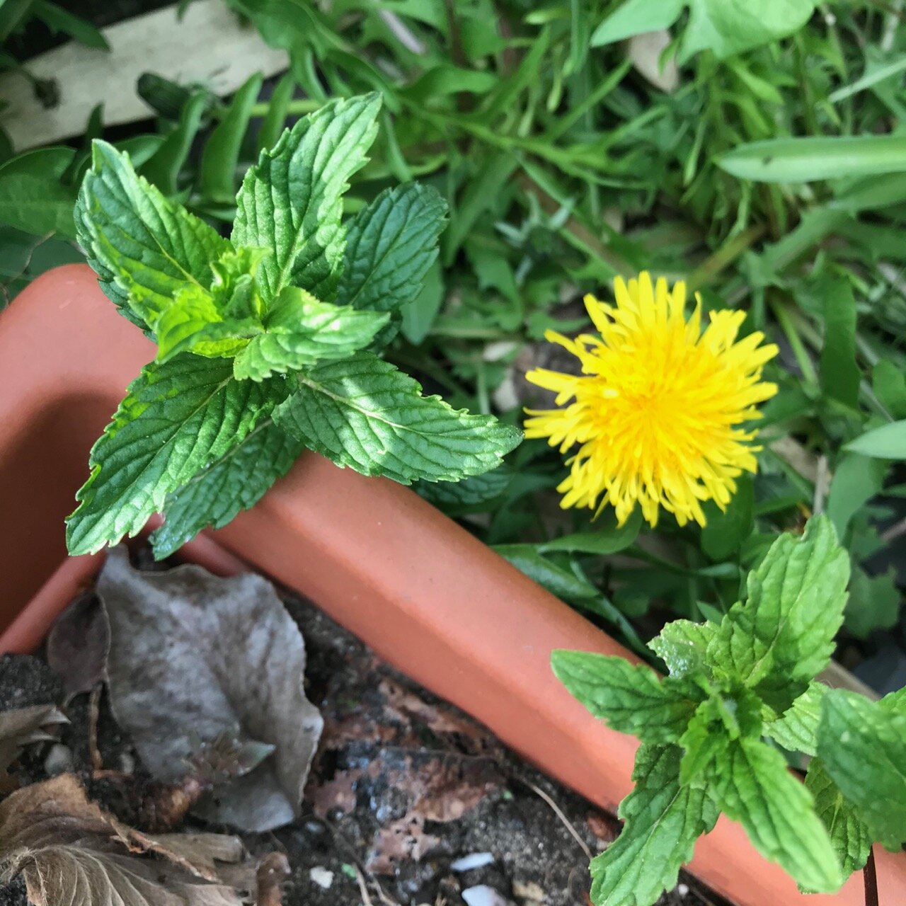 mint and dandelions