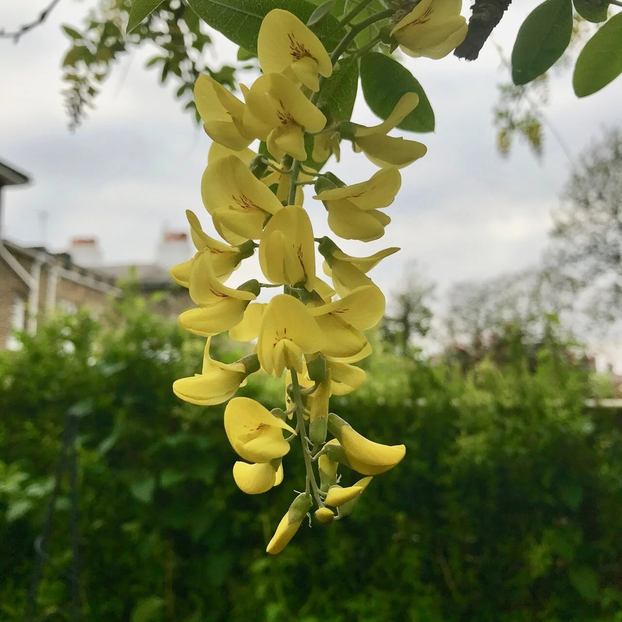 the laburnum has been in full flower