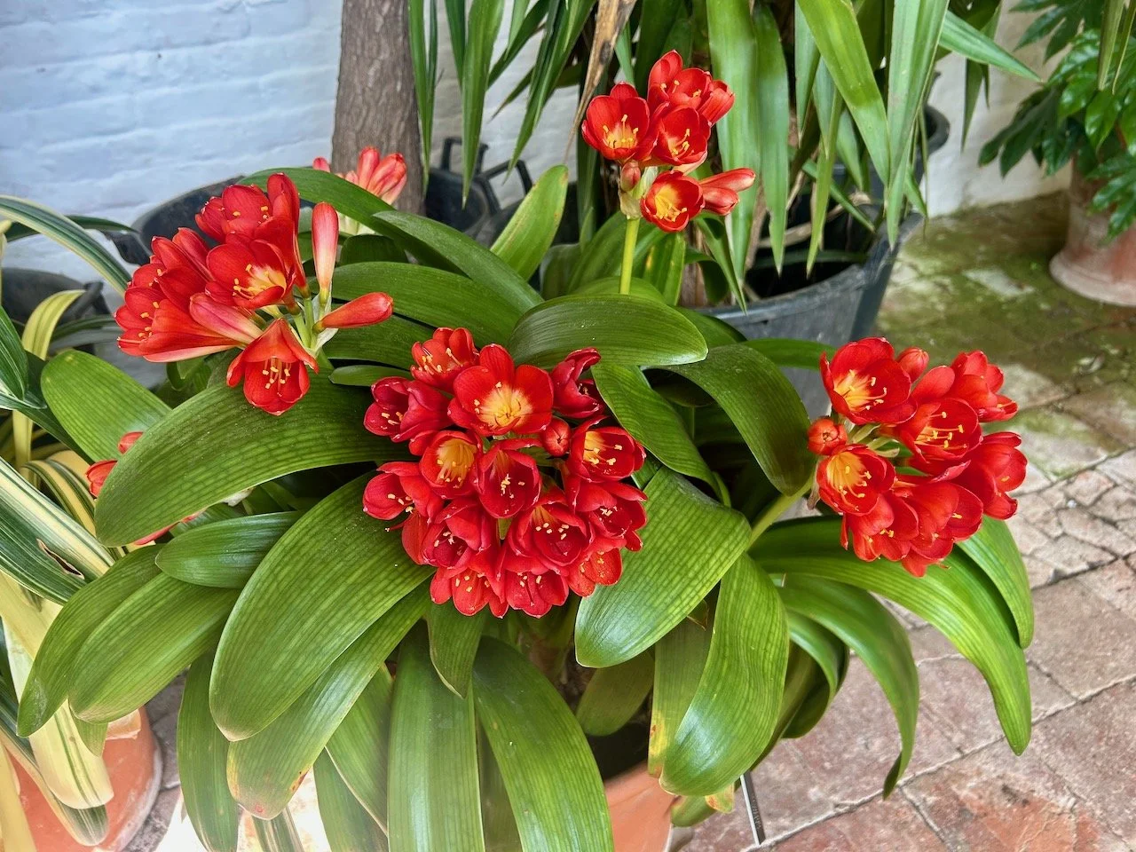 Multiple cheery red blooms in this pot