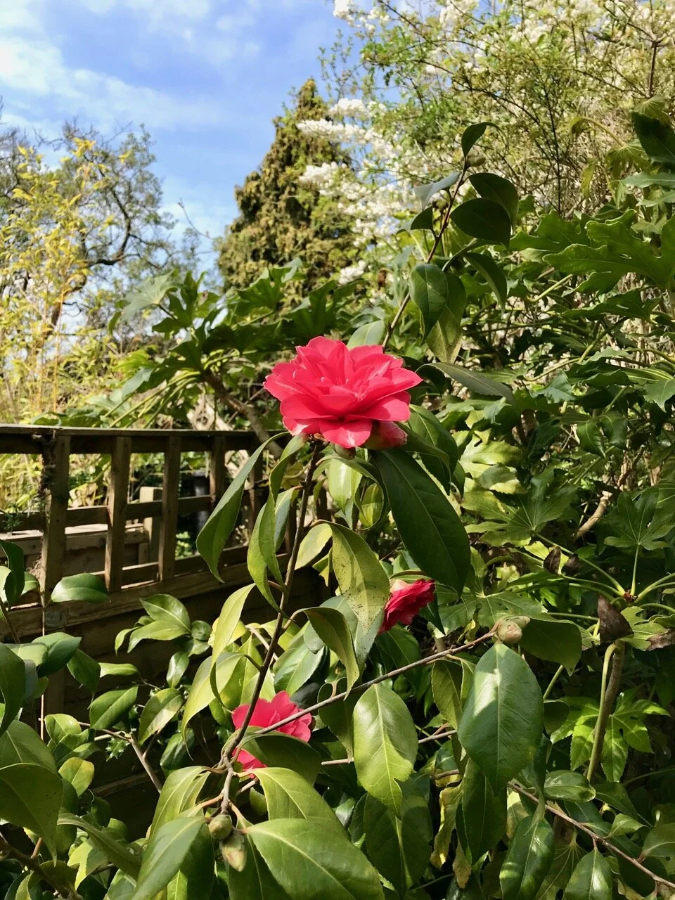 camellia flowering in the spring sun