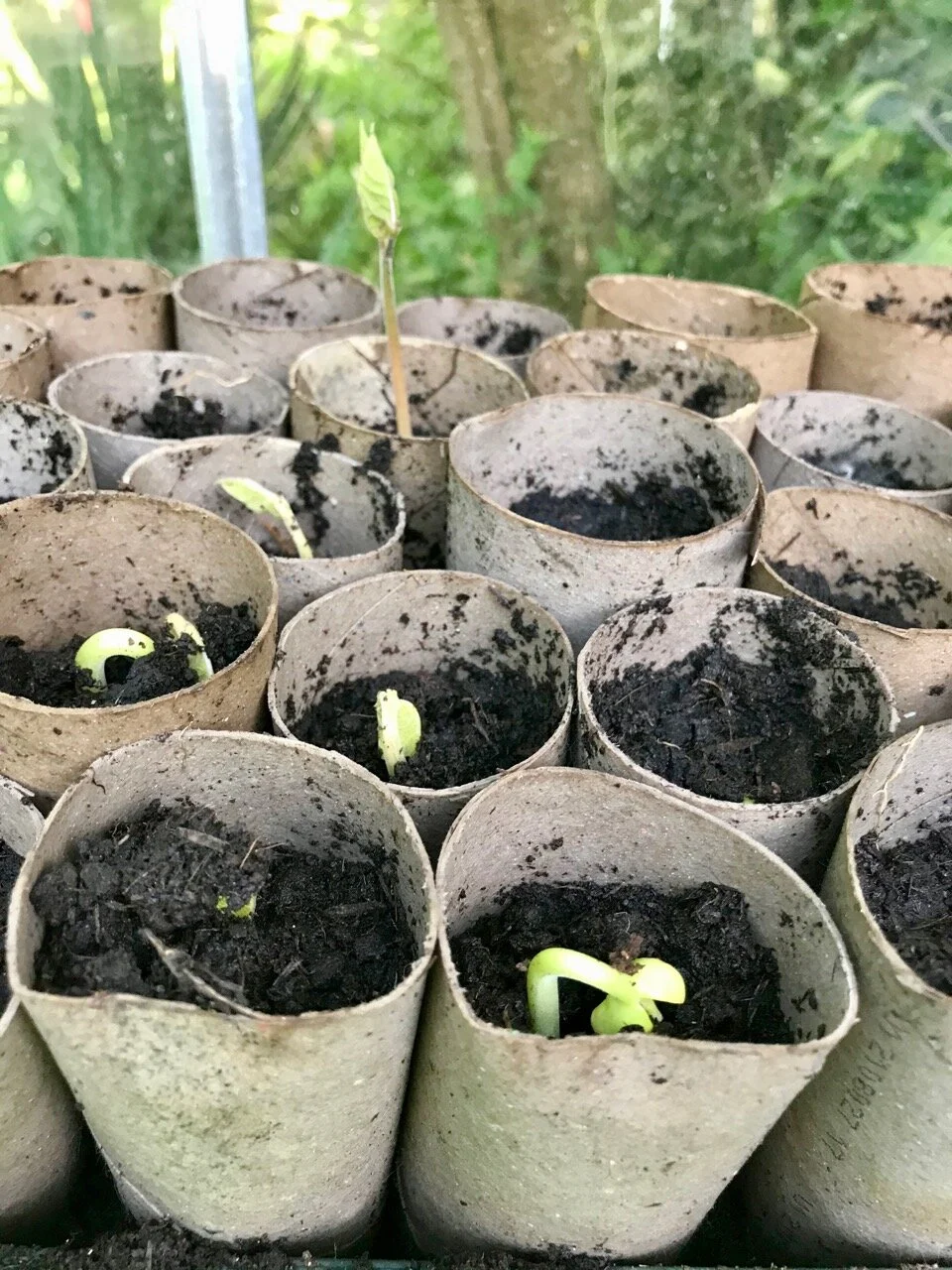 beans breaking through