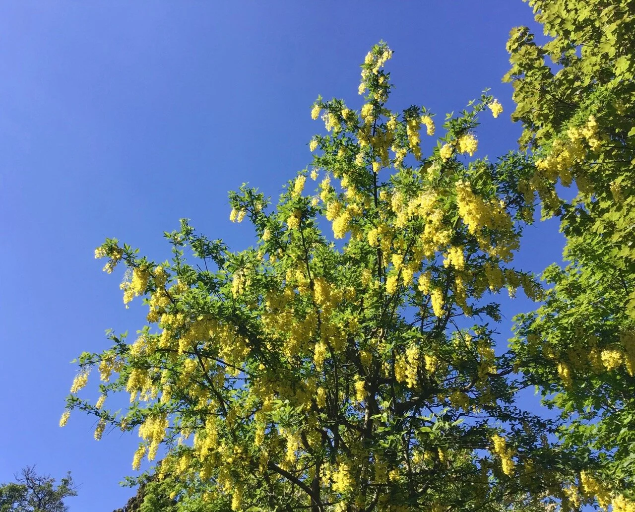 laburnum and blue skies