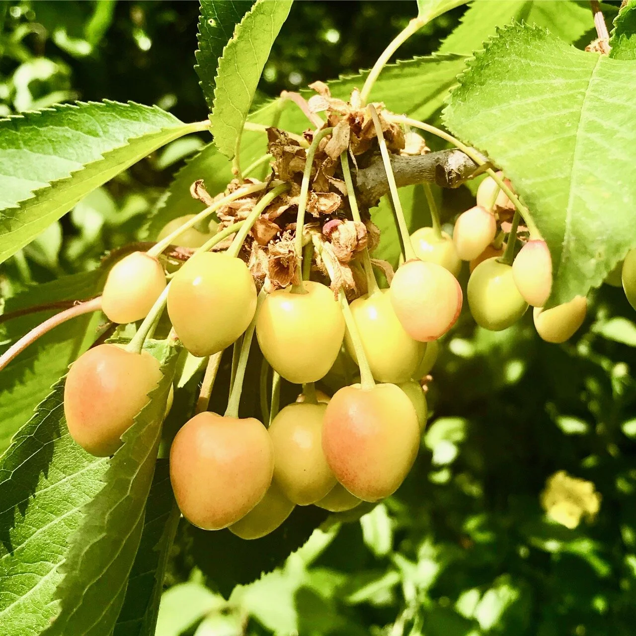 cherries ripening in the garden