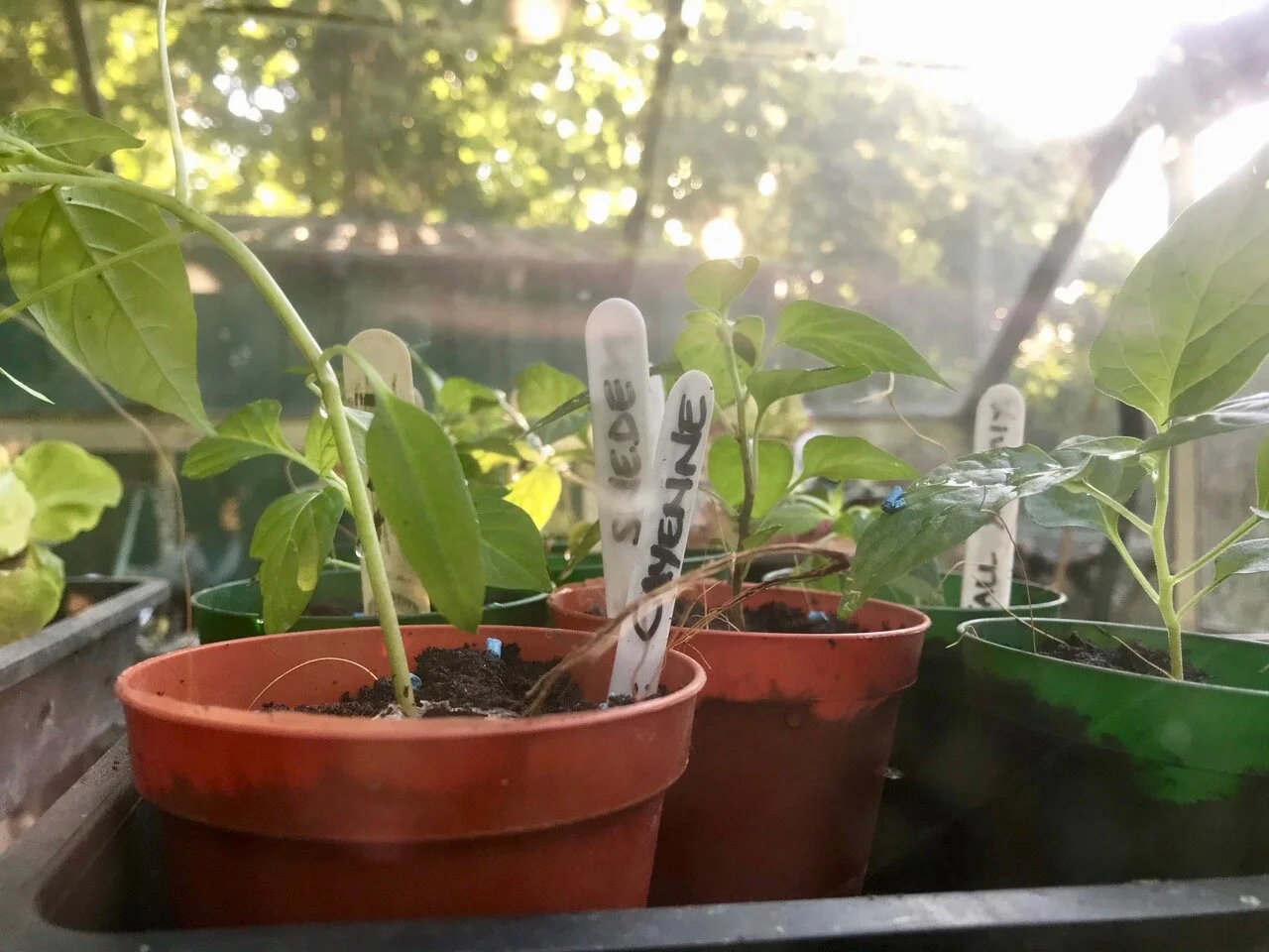 chillies and salad in the greenhouse