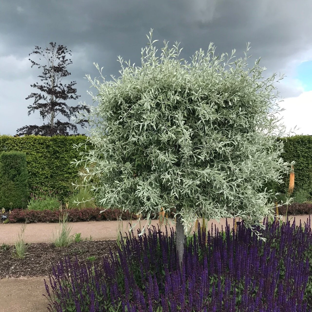 sun and rain at hyde hall