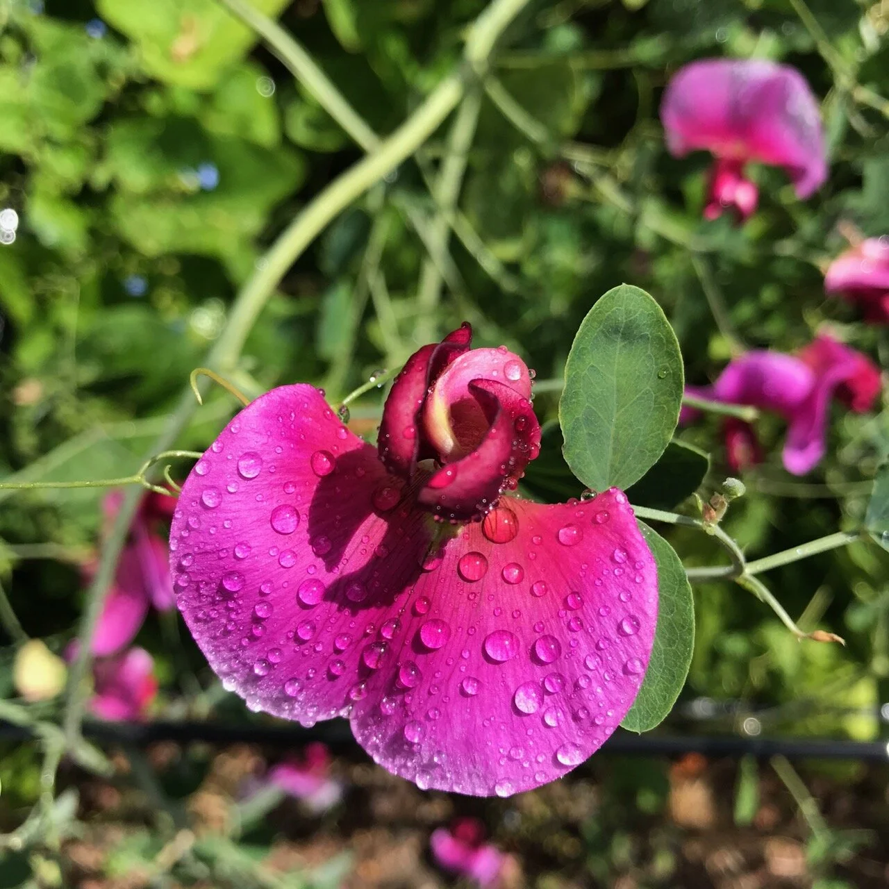 sweet peas and raindrops