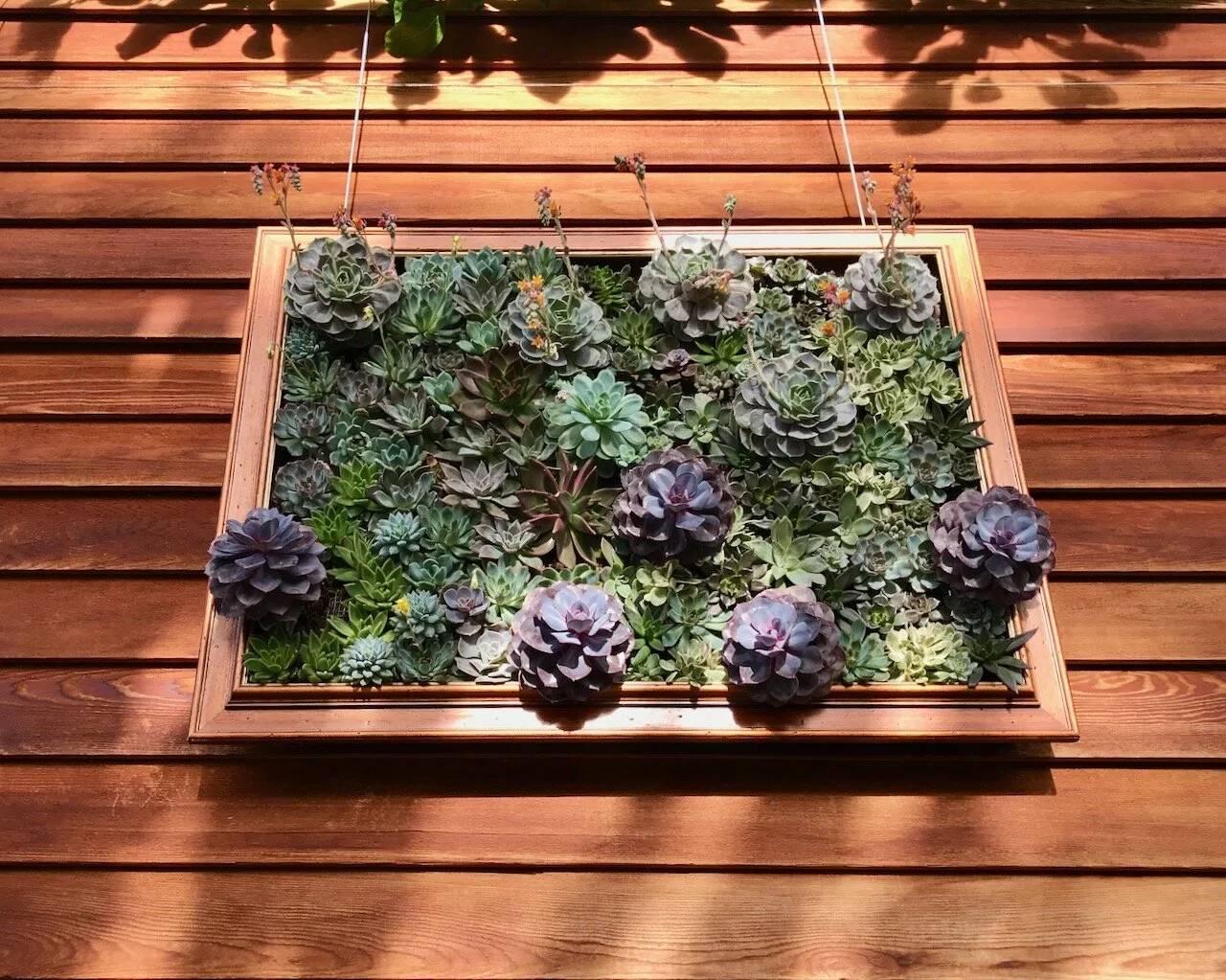succulents in a frame hung on a wall