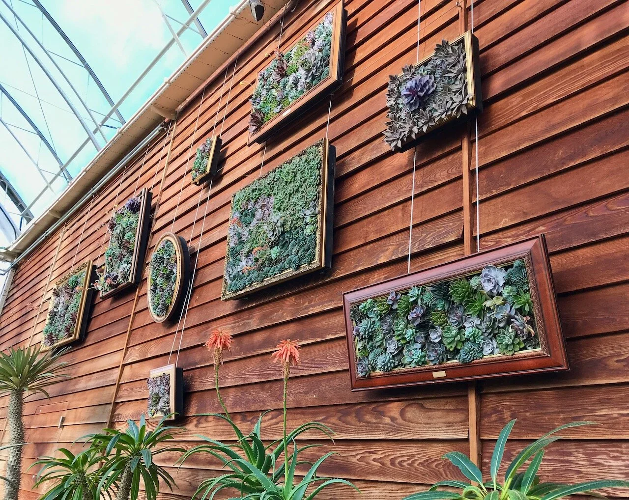 the echeveria gallery at RHS Wisley