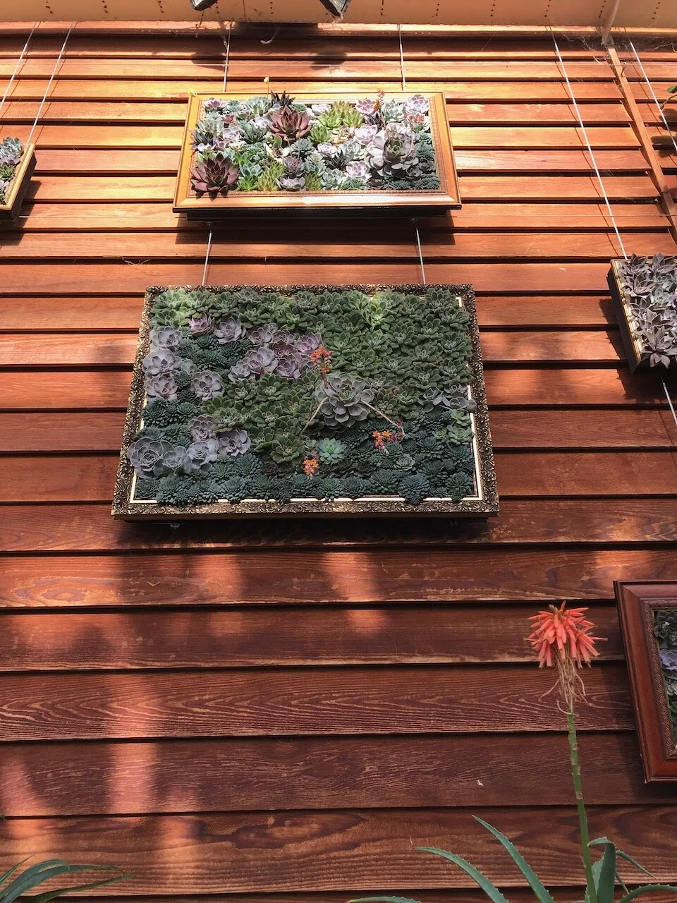 looking up at succulents