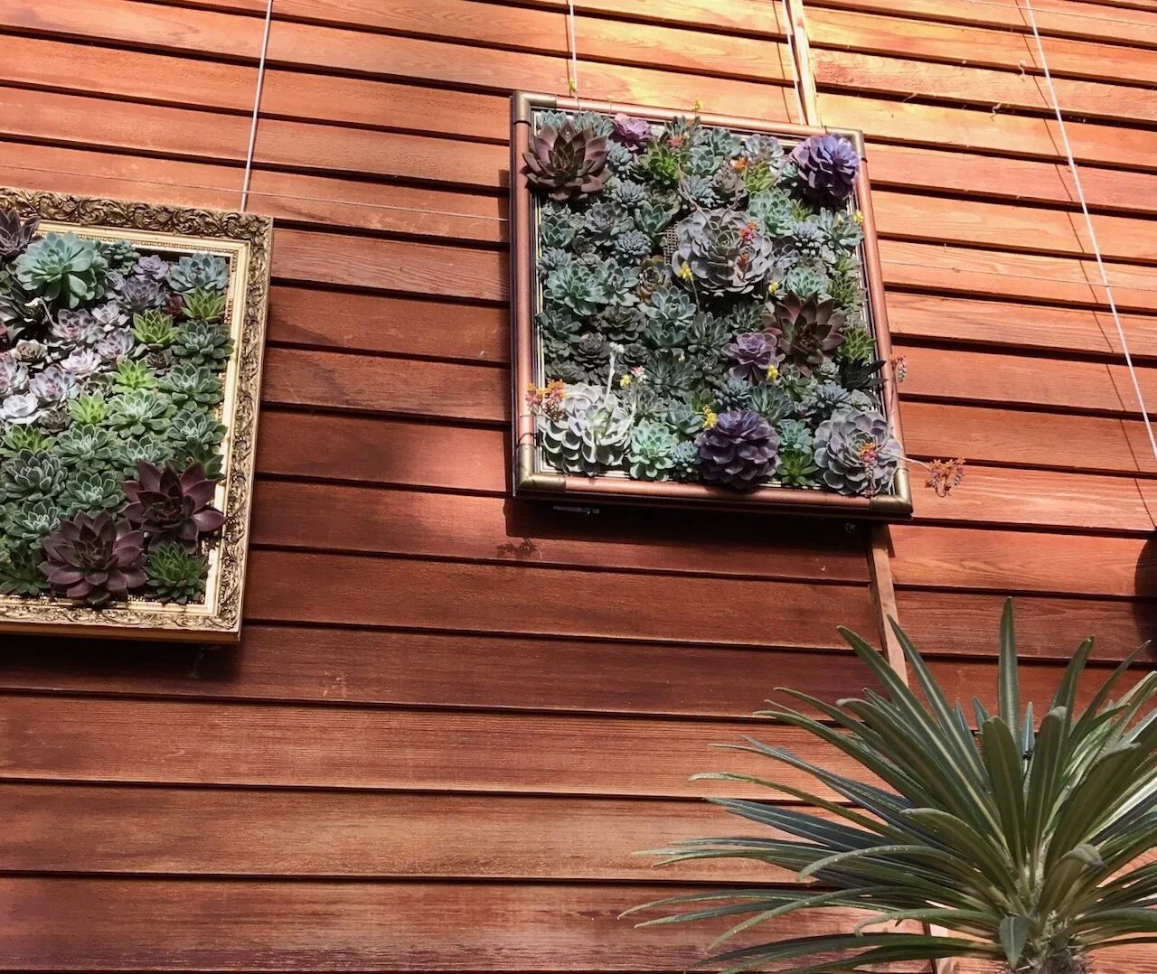 frames packed with succulents
