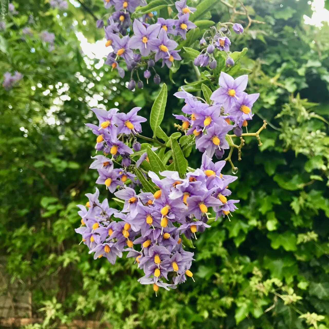 chilean potato plant in flower