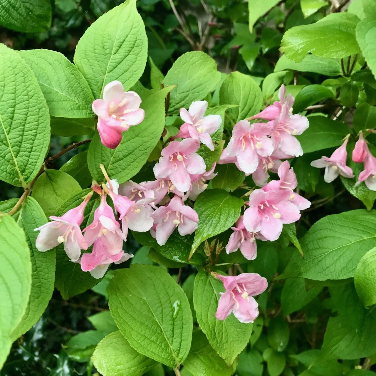 pale pink weigela flowers