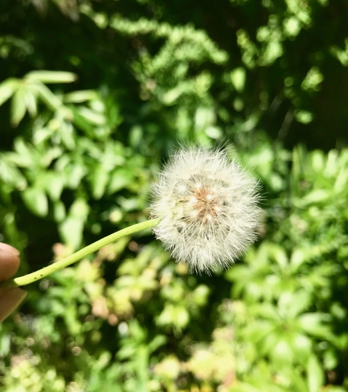 dandelions gone to seed