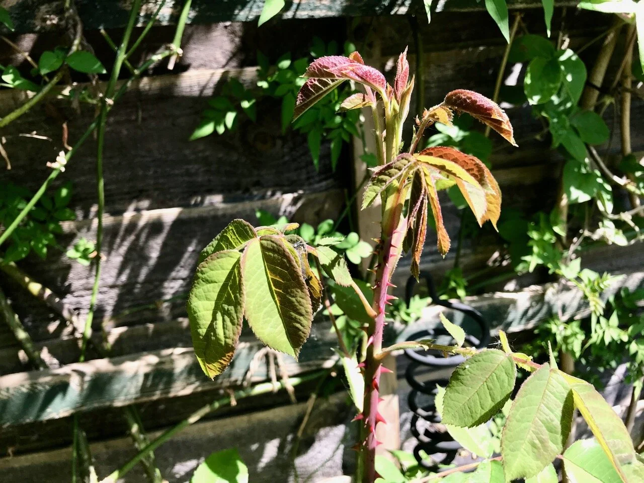 a spurt of rose growth