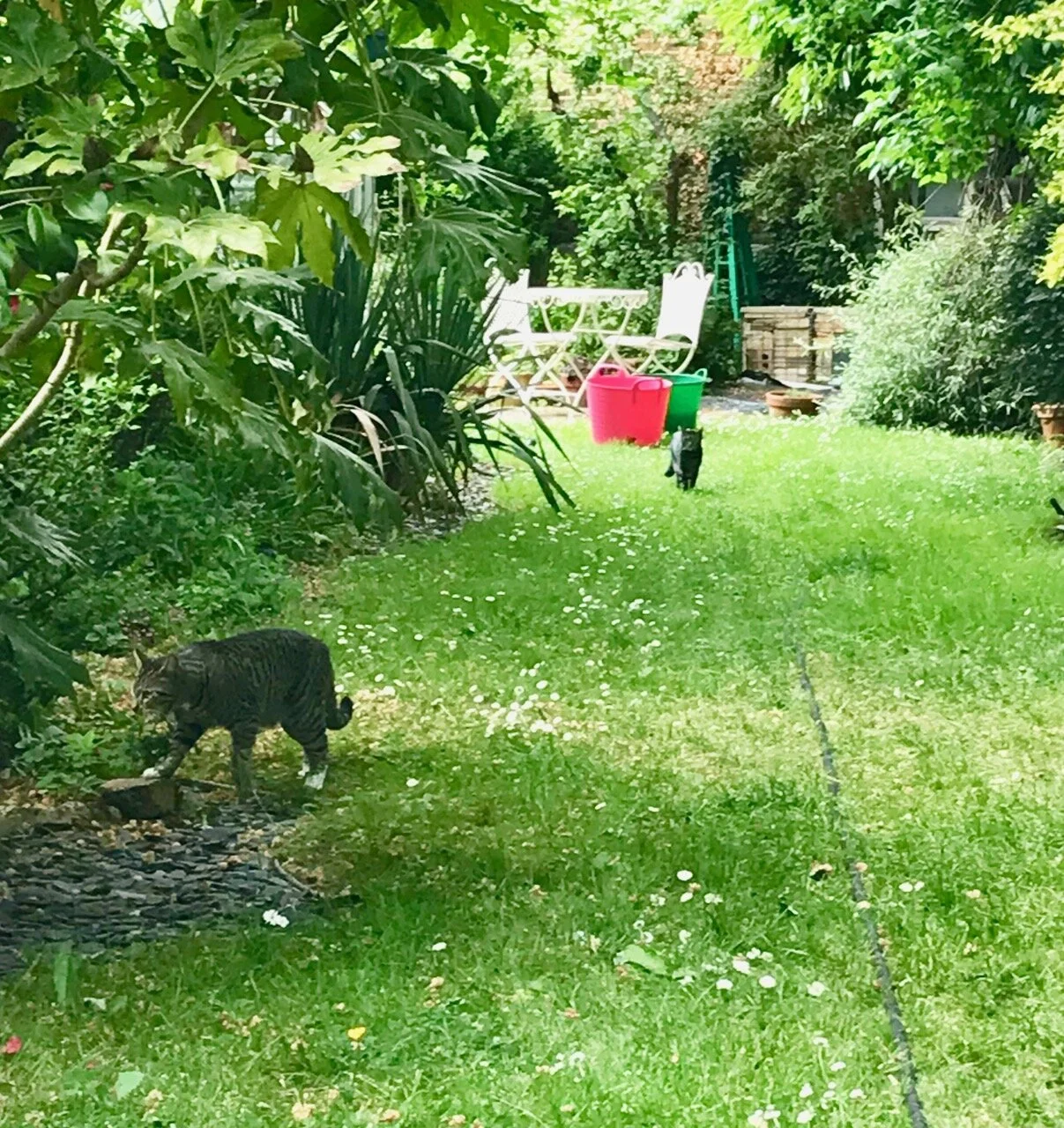 socially distanced #notmycats