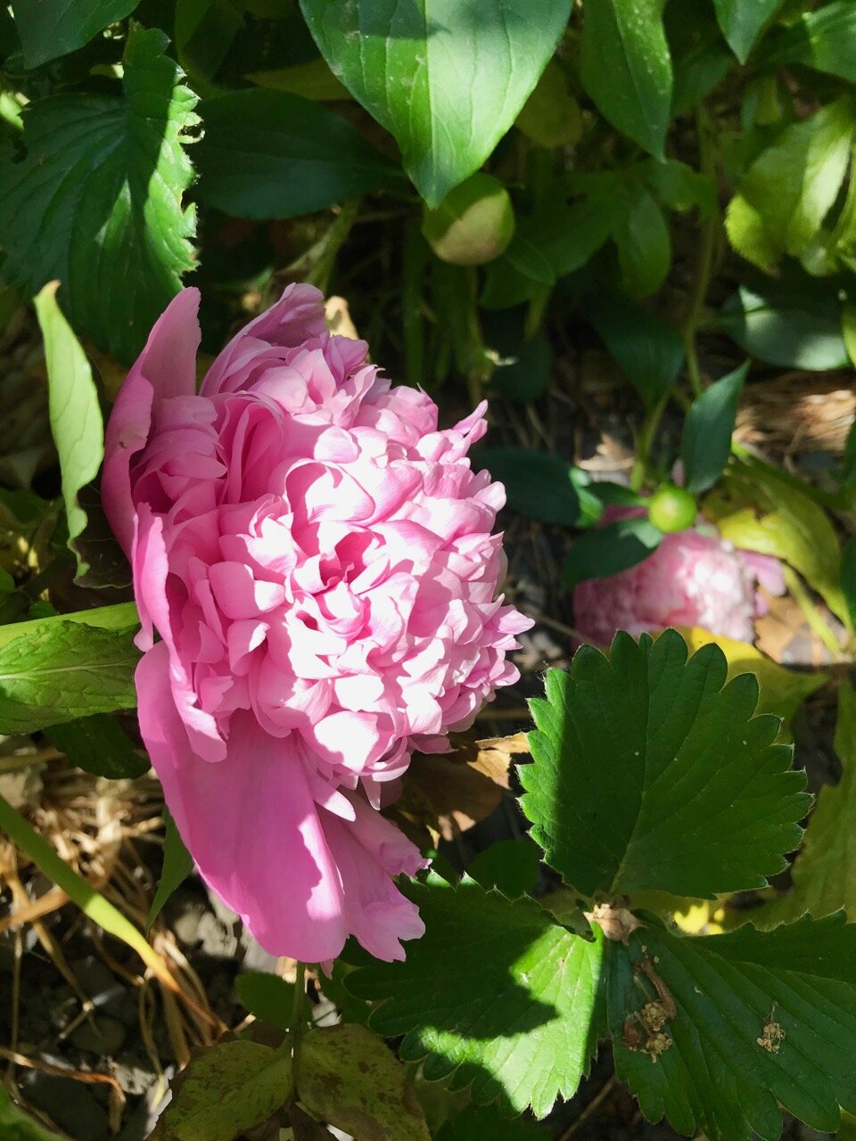 horizontal peony love