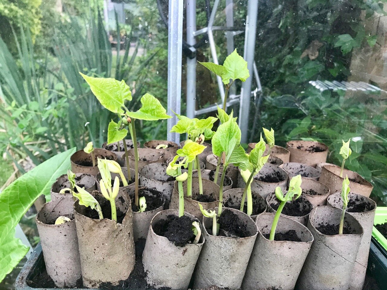 beans sprouting in the greenhouse