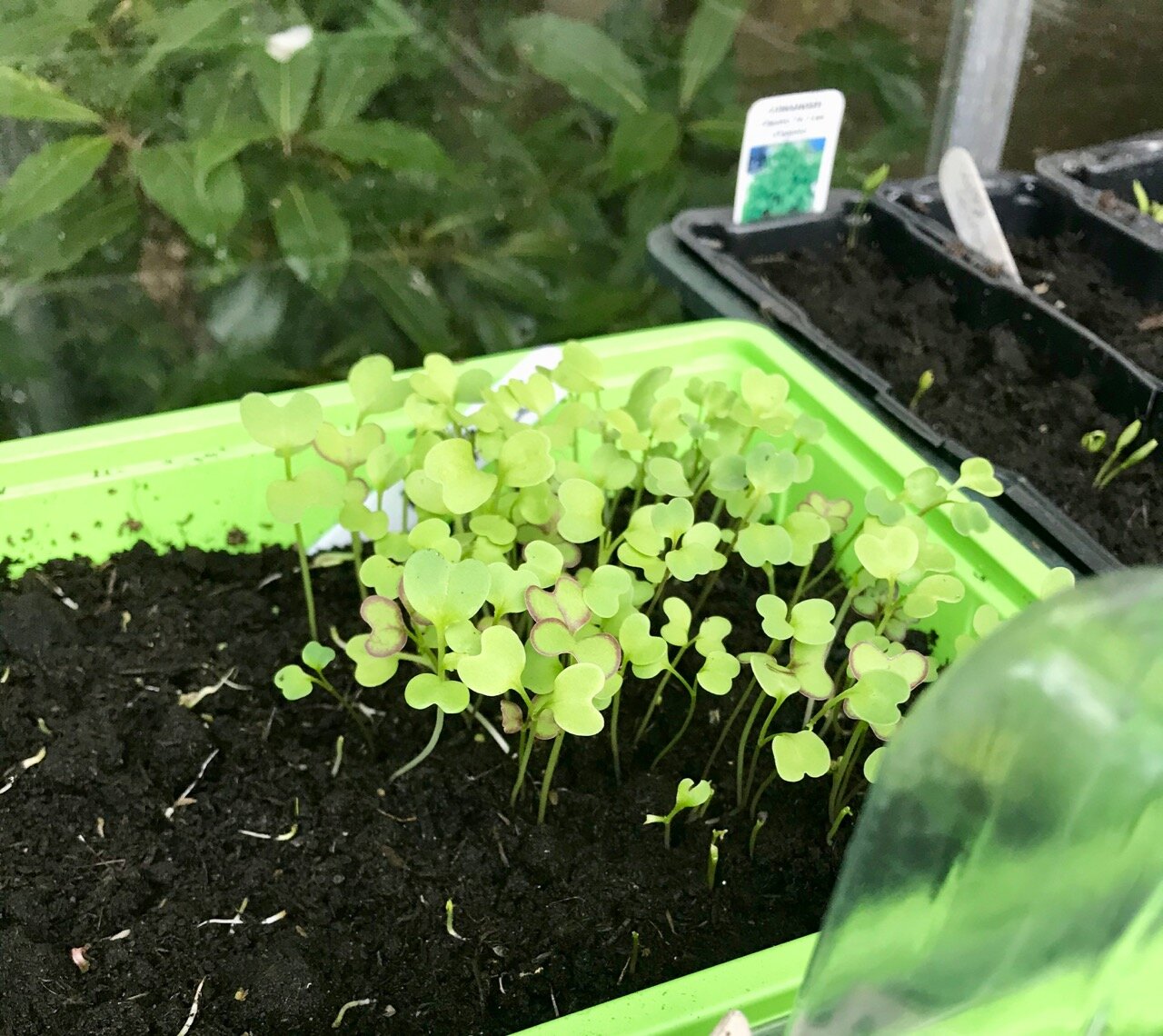 salad seedlings half eaten