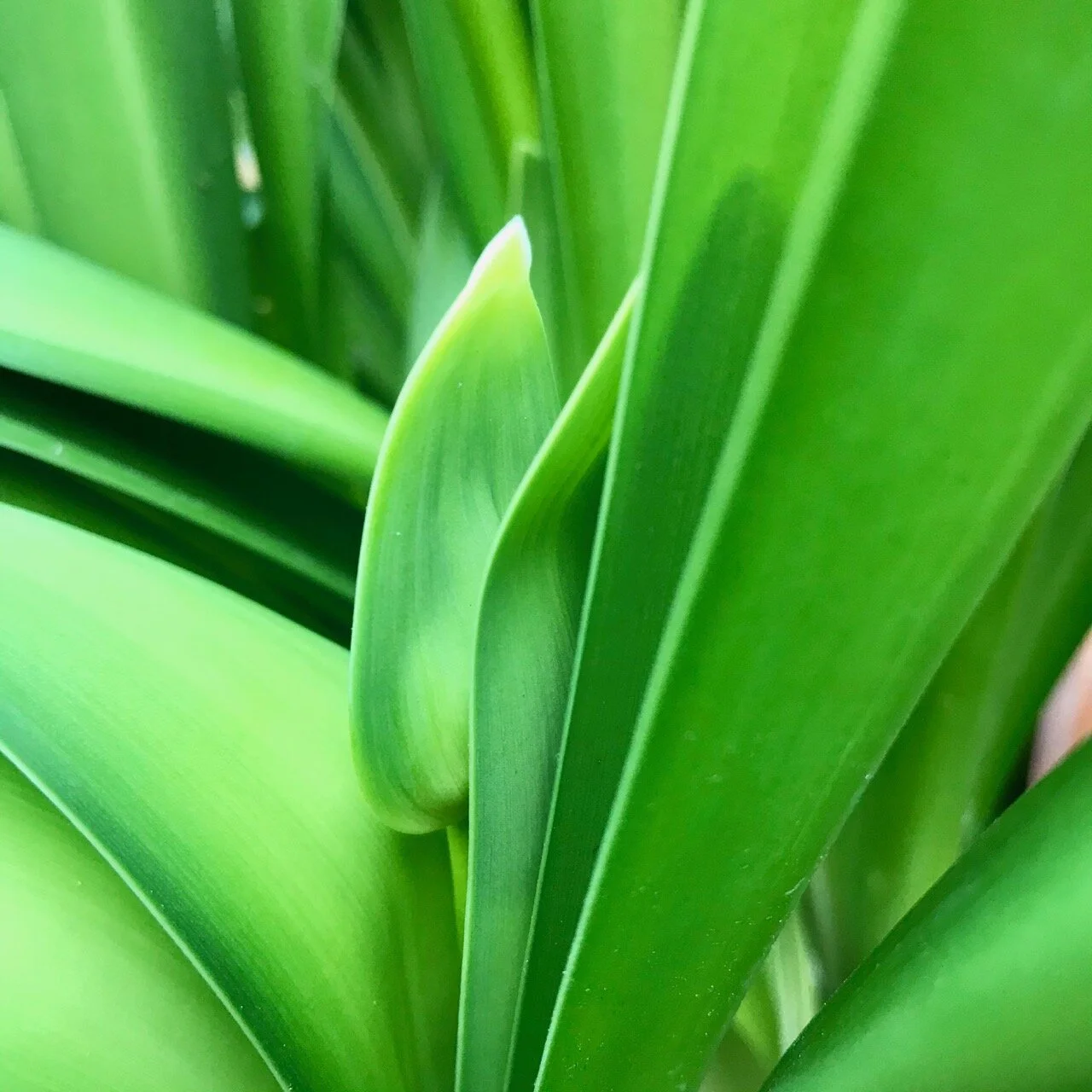 tiny agapanthus flower heads