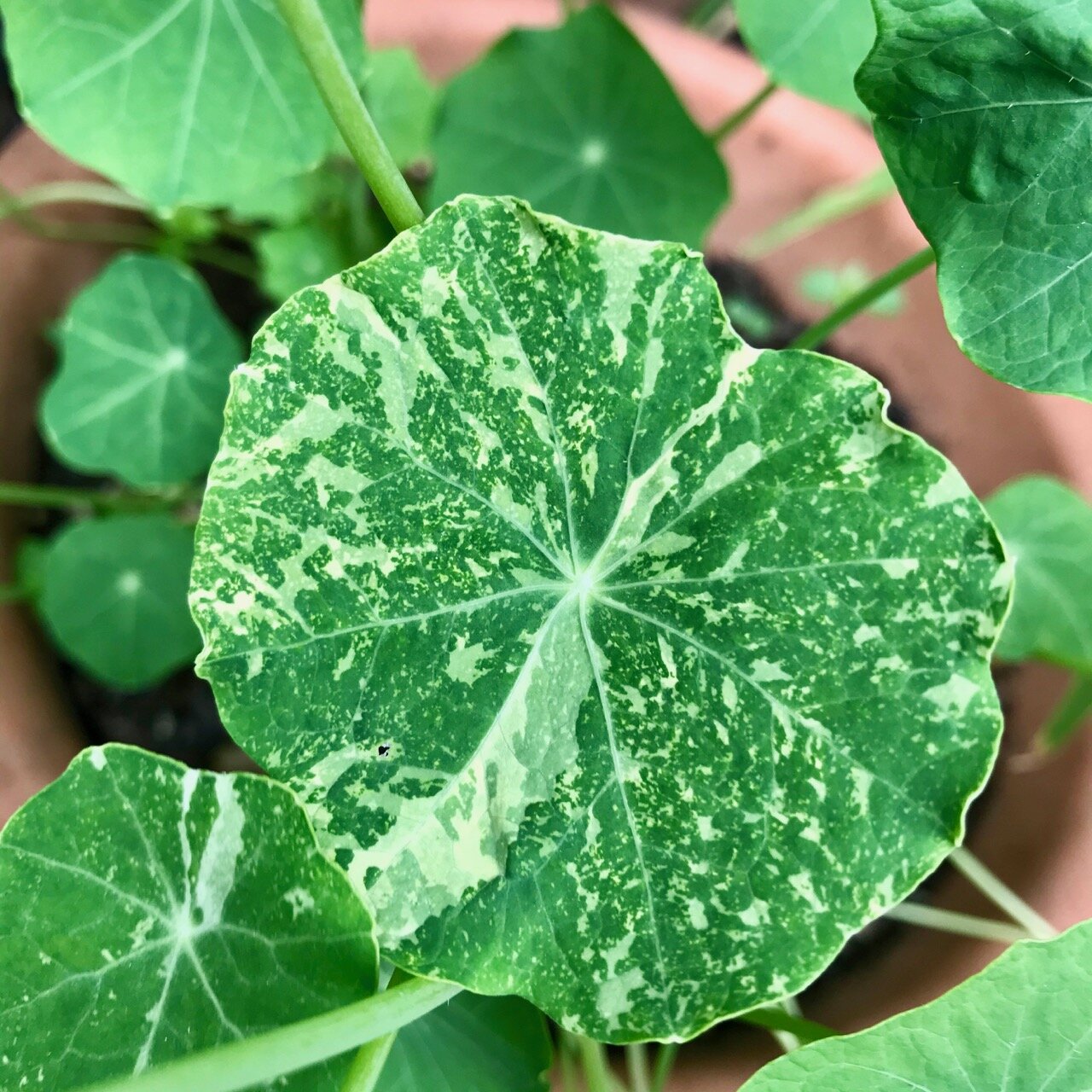 speckled nasturtium leaves