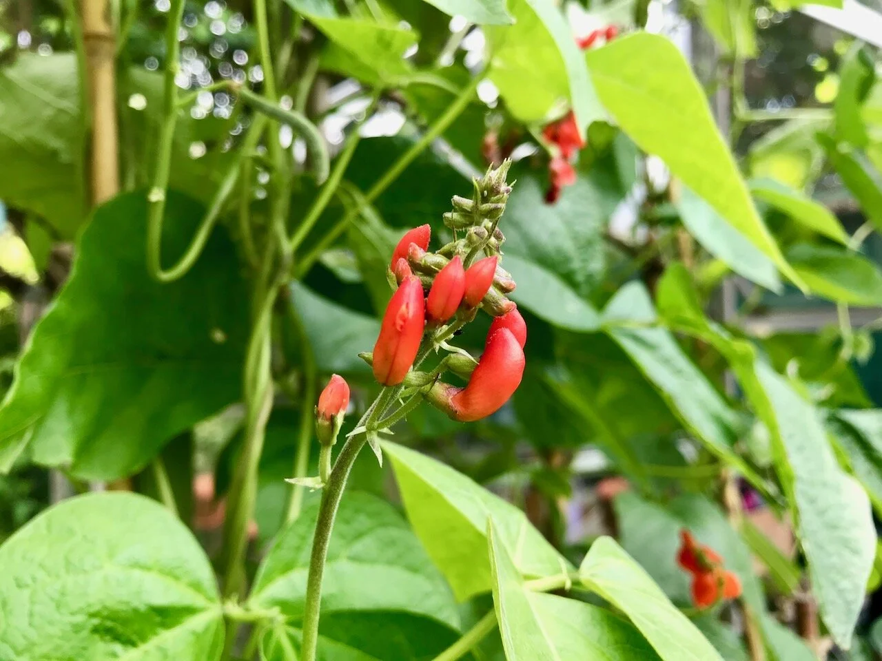 runner bean flowers