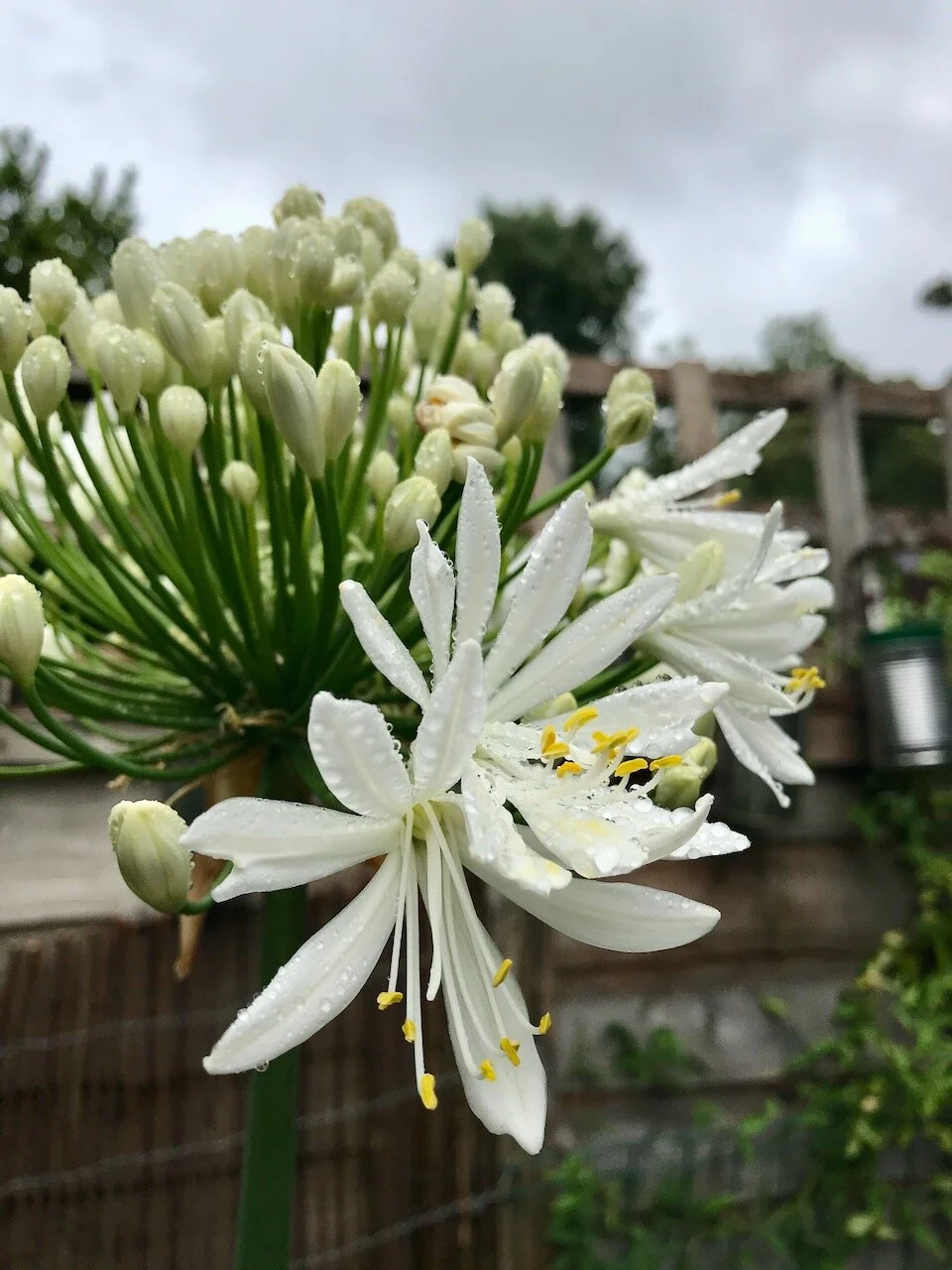 agapanthus starting to flower in the rain