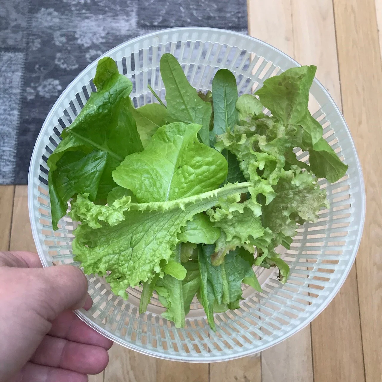 salad leaves from the garden