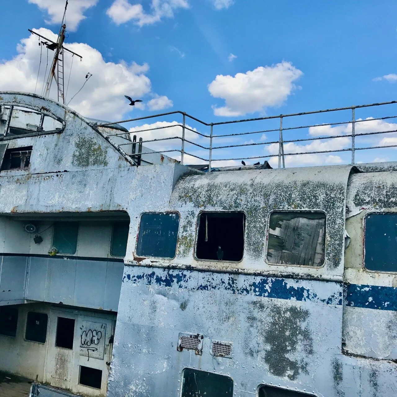 pigeons galore have made this their home