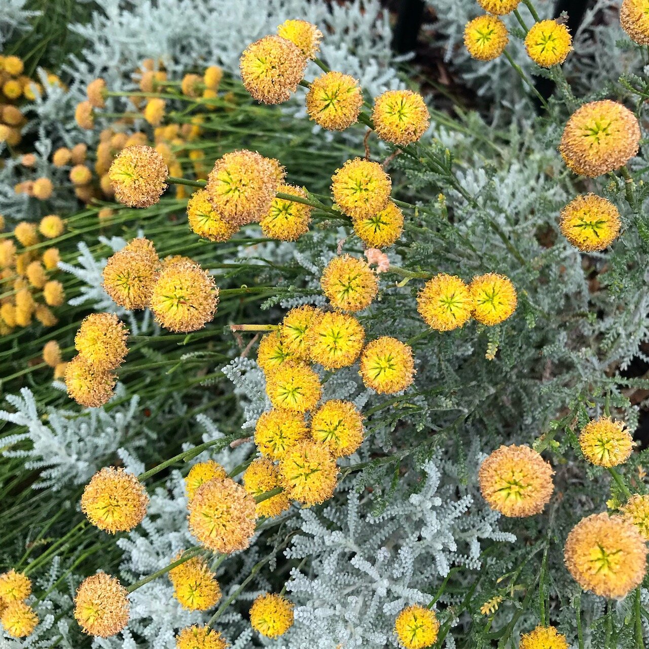 santolini at hunstanton