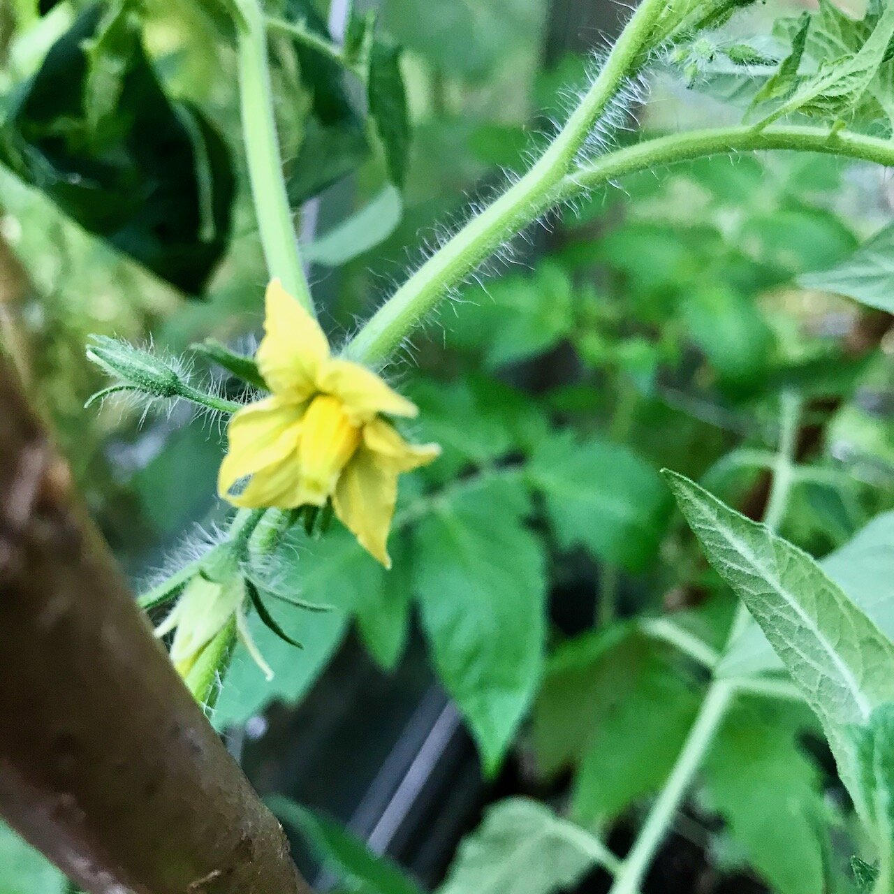 finally a flower on my tomatoes